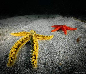 Peniche-Berlengas-subacuática-estrella2