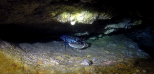 Peniche-Berlengas-subacuática-Bogavante