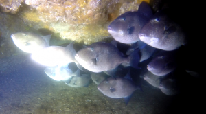 Peniche-Berlengas-subacuática-Ballestas