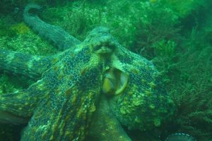 Berlengas-subacuática-pulpo