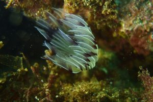 Berlengas-subacuática-espirografo