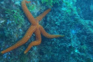 Berlengas-subacuática-estrella