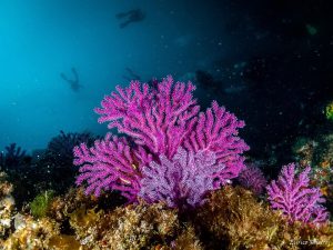 Berlengas-subacuática-Gorgonia