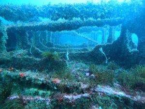 Berlengas-subacuática-pecio-1