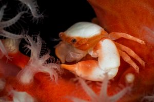 Raja-Ampat-subacuática-3