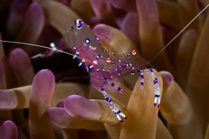 Raja-Ampat-Subacuática-gamba-2