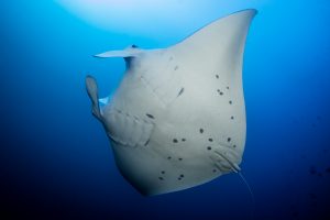Raja-Ampat-subacuática-Manta-raya