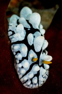 Raja-Ampat-Subacuática-nudibranquio-3