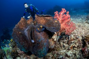 Raja-Ampat-Subacuática-Esponja