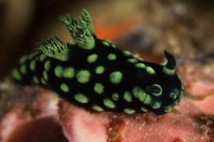 Raja-Ampat-Subacuática-Nudibranquio-2