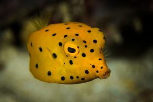 Raja-Ampat-Subacuática-2