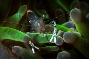 Raja-Ampat-Subacuática-Gamba