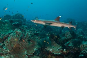 Raja-Ampat-Subacuática-tiburón
