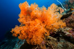 Raja-Ampat-Subacuática-1