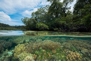 Raja-Ampat-Subacuática-Arrecife-isla