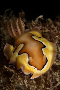 Raja-Ampat-Subacuática-Nudibranquio