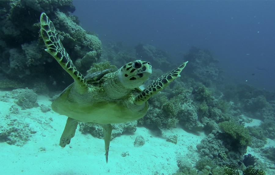 subacuatica-tortuga-mar-rojo